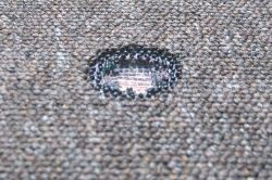 How to get burns out of carpet